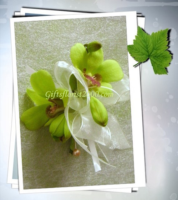 Dendrobium Jade-Corsage 19