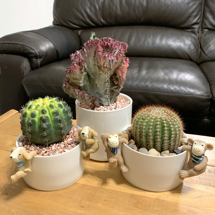 Succulent Collections: 3 Pots Cactus Set