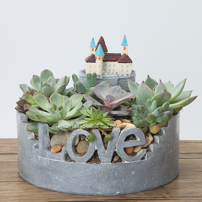 Castle Of Love Succulent Collections-CPG23