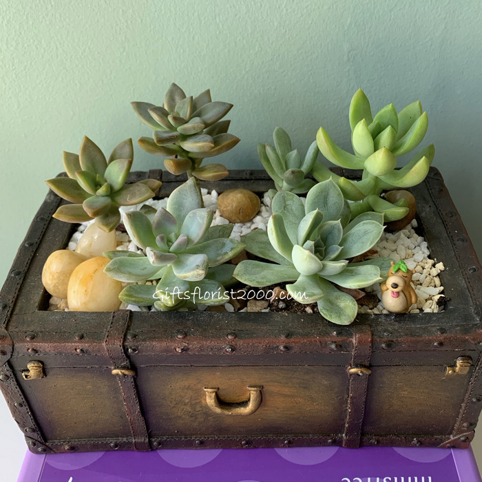 Luggage Of Succulents-CPG9