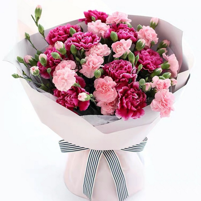 Sweet Pink-Carnation B1