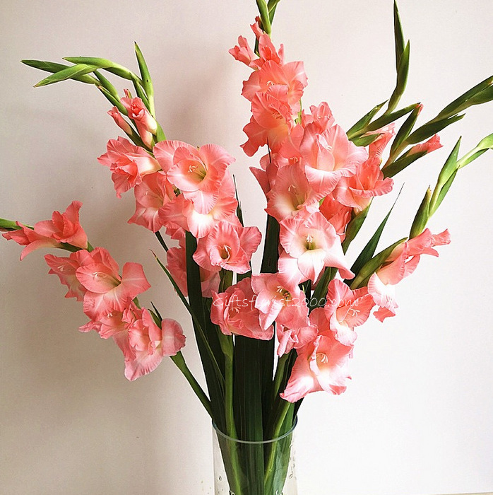 CNY Lucky Flowers Gladiolus In Tall Vase