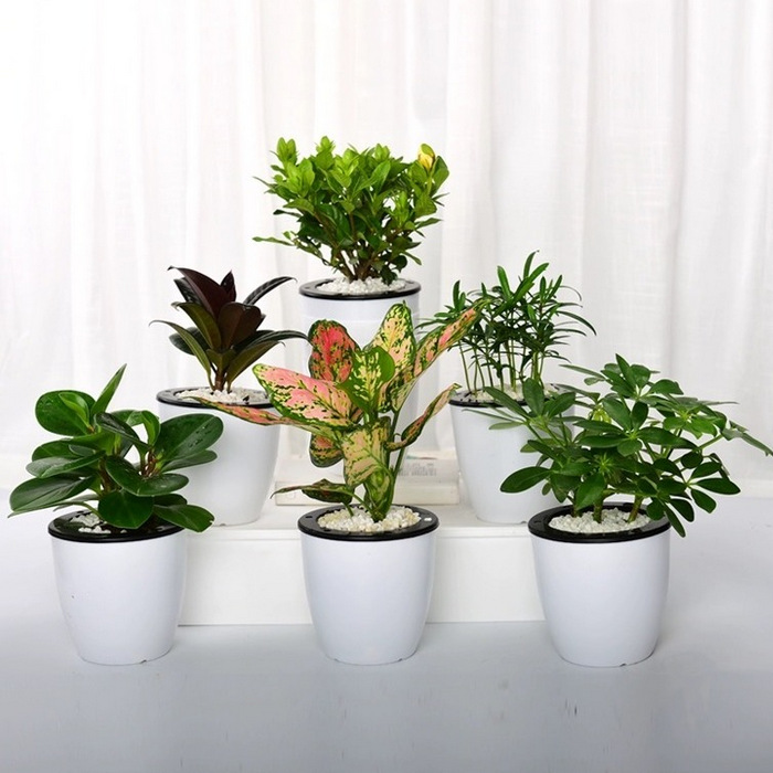 House Plants 3 Pots Set