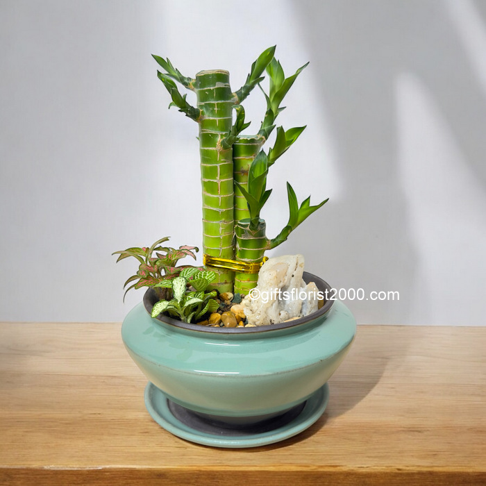 Gifts For Love-Lucky Bamboo Arrangement 10