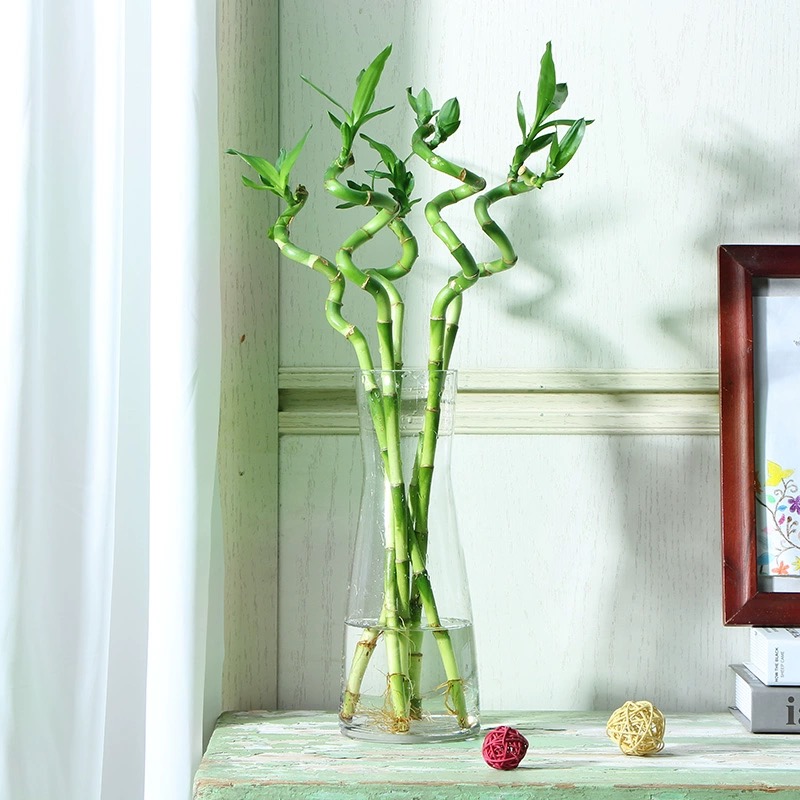 fortune tree new year lucky bamboo luck plants feng shui plants fortune tree new year lucky bamboo luck plants feng shui plants