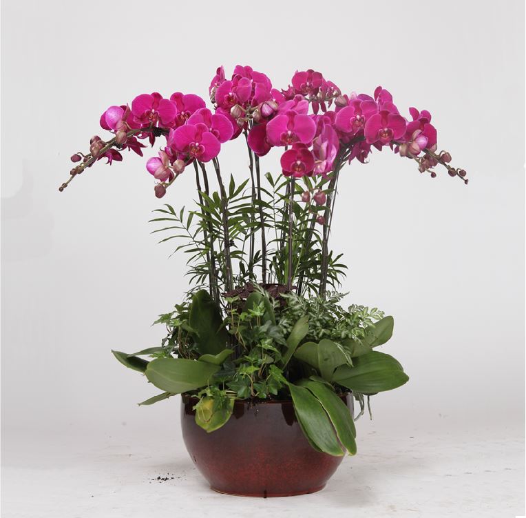 Phalaenopsis Orchid 8 Sprays Ceramic Pot