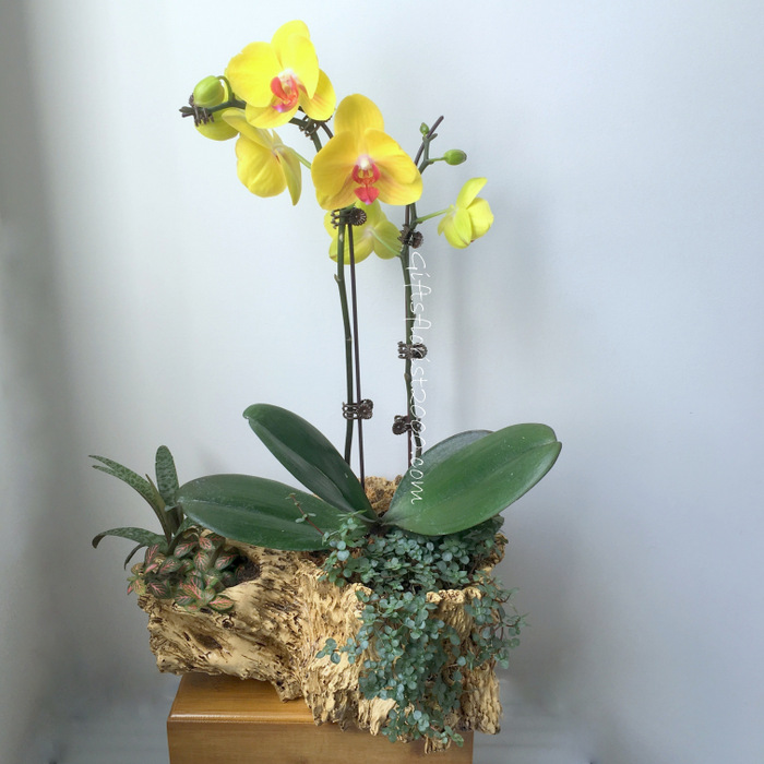 phalaenopsis orchid plant gifts singapore orchid orchid flowers