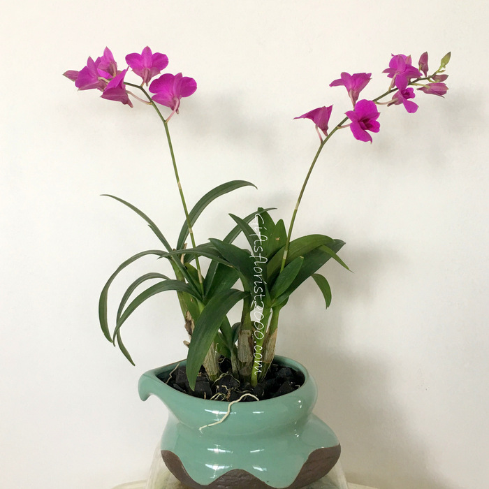 Purple Dendrobium Orchid In Ceramic Pot