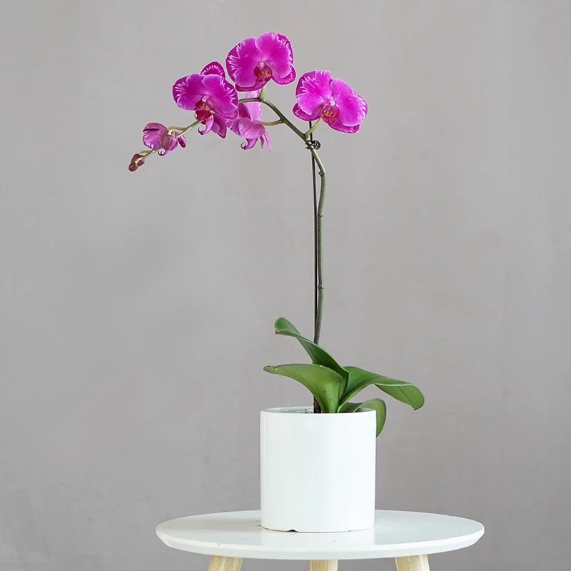 Phalaenopsis Orchid Single Spray Ceramic Pot
