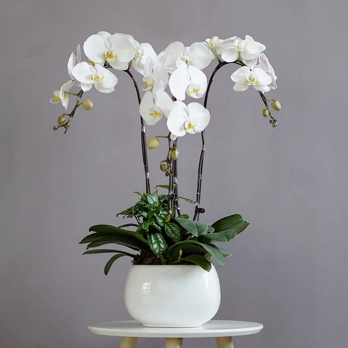 Phalaenopsis Orchid 3 Sprays White Pot