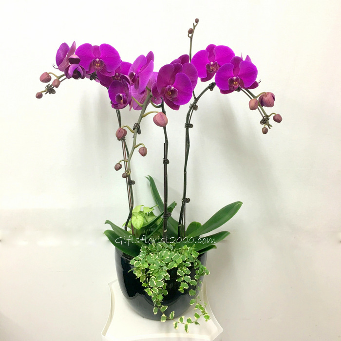 Phalaenopsis Orchid 3 Sprays With Green