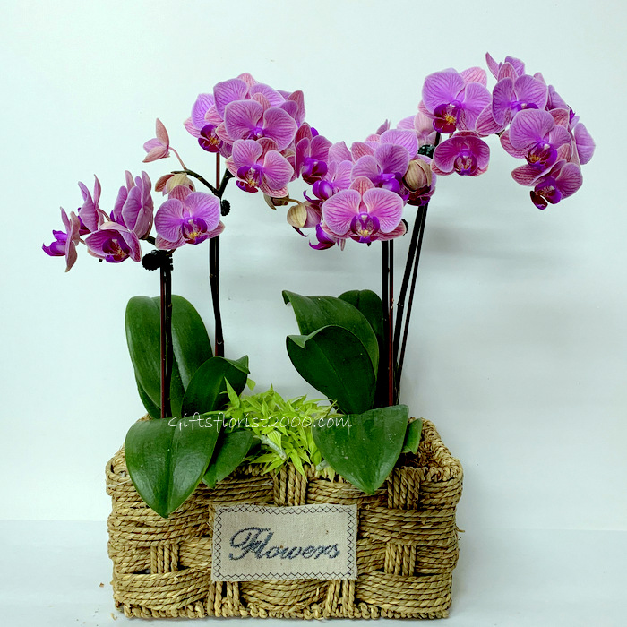 Phalaenopsis Orchid & Green Plants