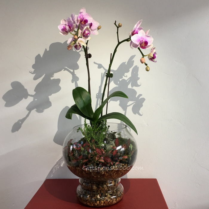 Phalaenopsis Orchid Terrarium