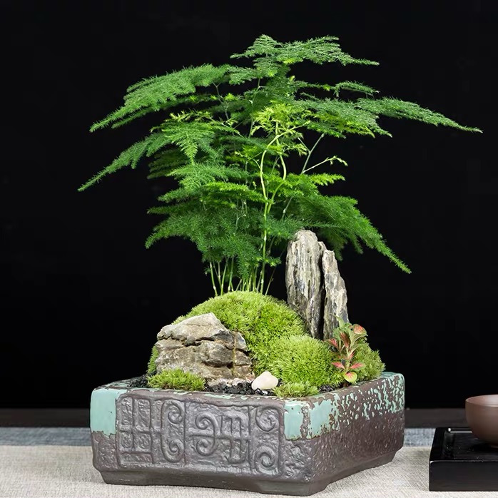 Bonsai-Asparagus Fern With Rock