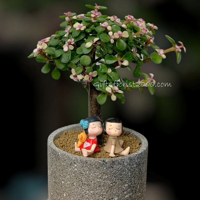 Bonsai-Mini Jade Plant Lucky Plant