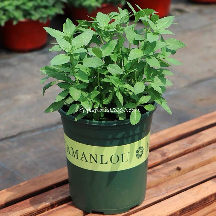 Edible Plant-Thai Basil
