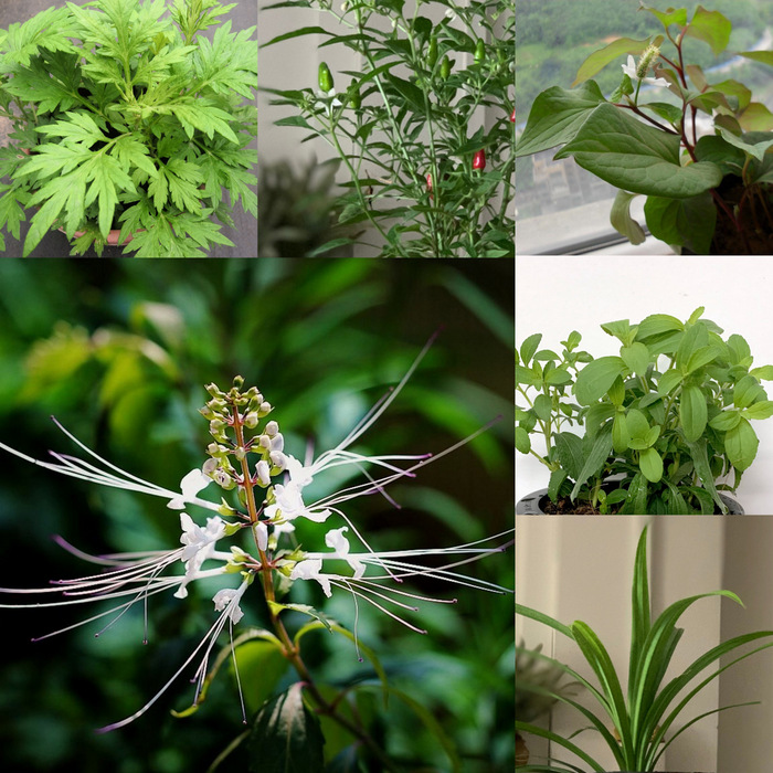 Edible Plants:Basil, Henna, Curry Leaves & More