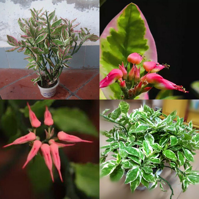 Zig-zag Plant-Succulent Euphorbia Family