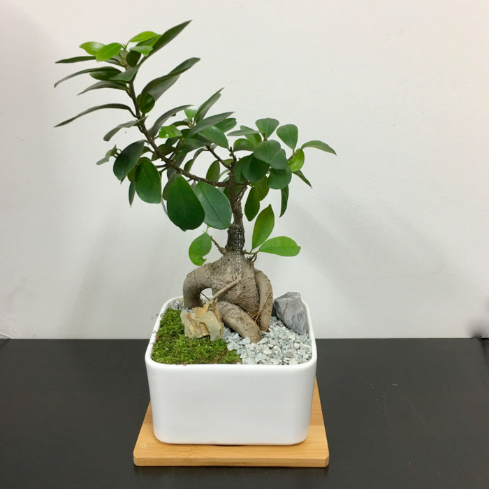 Bonsai-Ginseng Ficus Mini Tree In Ceramic Pot