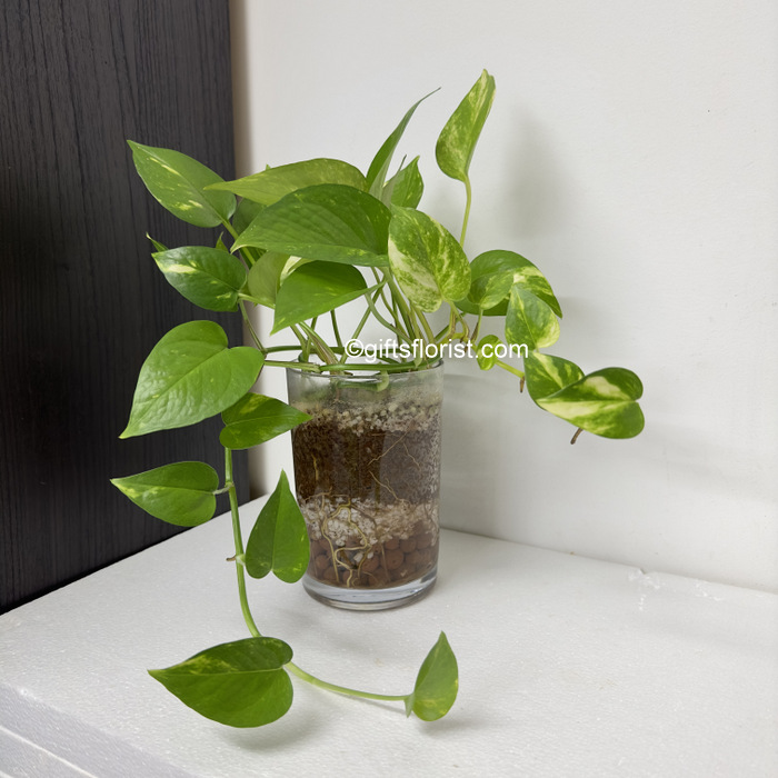 Hydroponic Money Plant Best For Air Cleaning