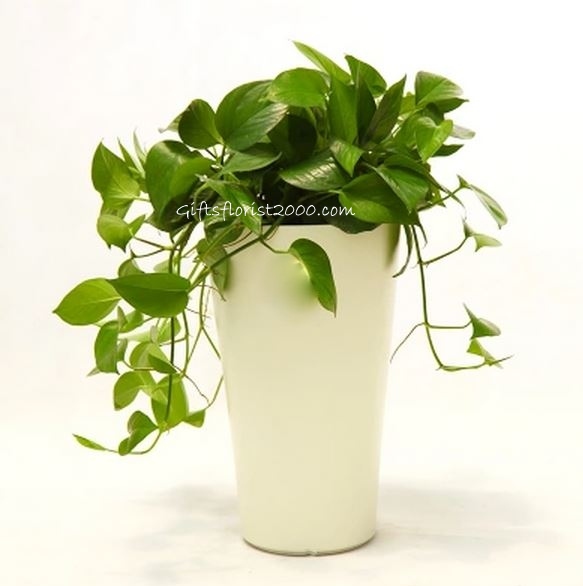 Ever Green Money Plants In Tall White Container