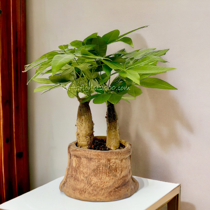 Money Tree Pachira-Top Air-Purifying Plant