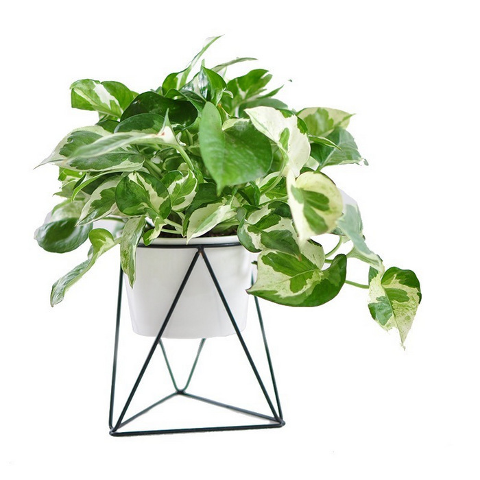 Easy Grow Pearl and Jade Pothos