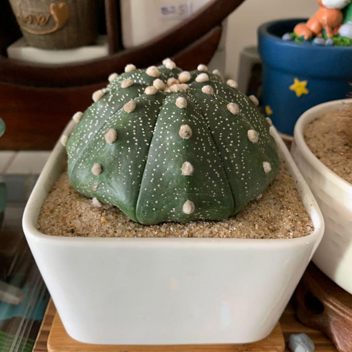 Succulent Collections: Sand Dollar Cactus