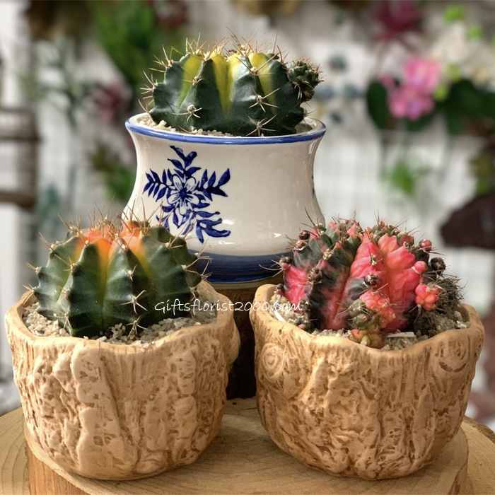 Succulent Collections: Moon Cactus Set