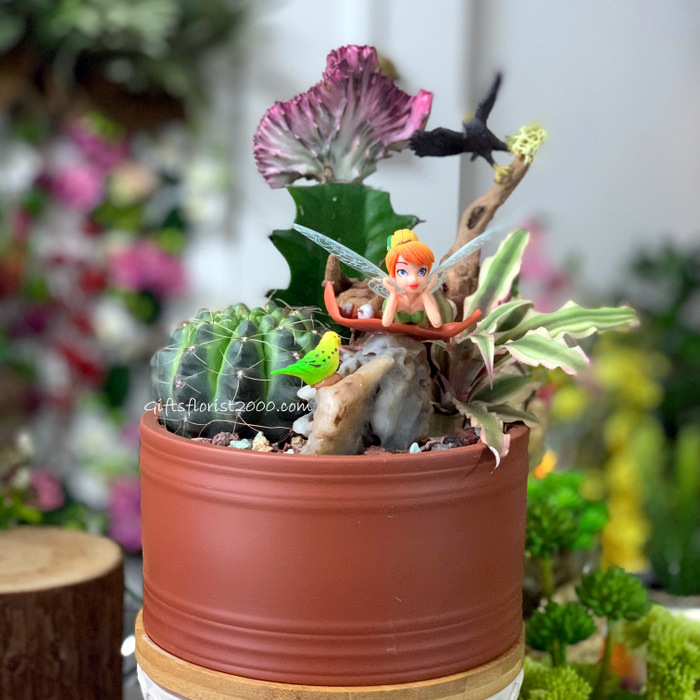 Sassy Tinkerbell Cactus Garden-CPG11