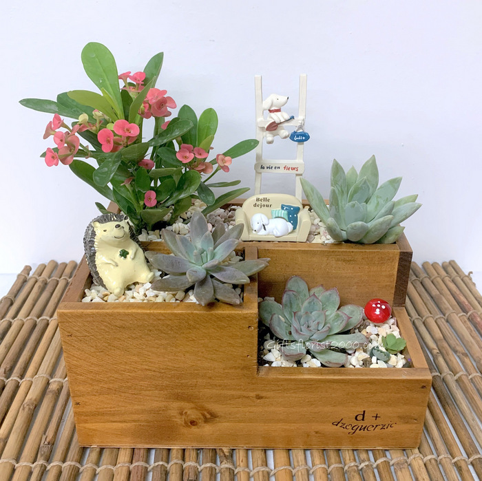 Animal Succulent Wooden Box-CPG14