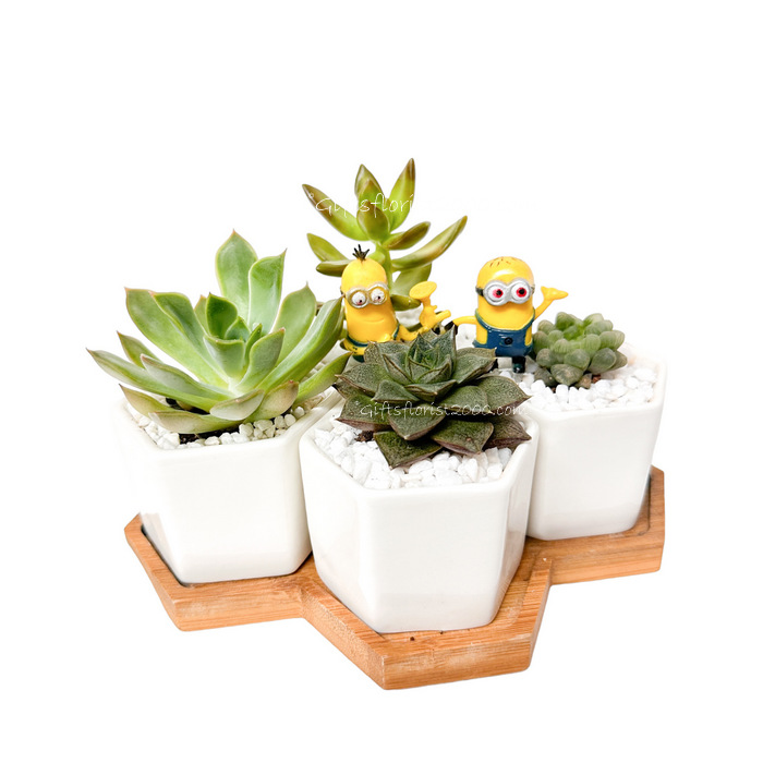 Minions Succulents Set-CPG15