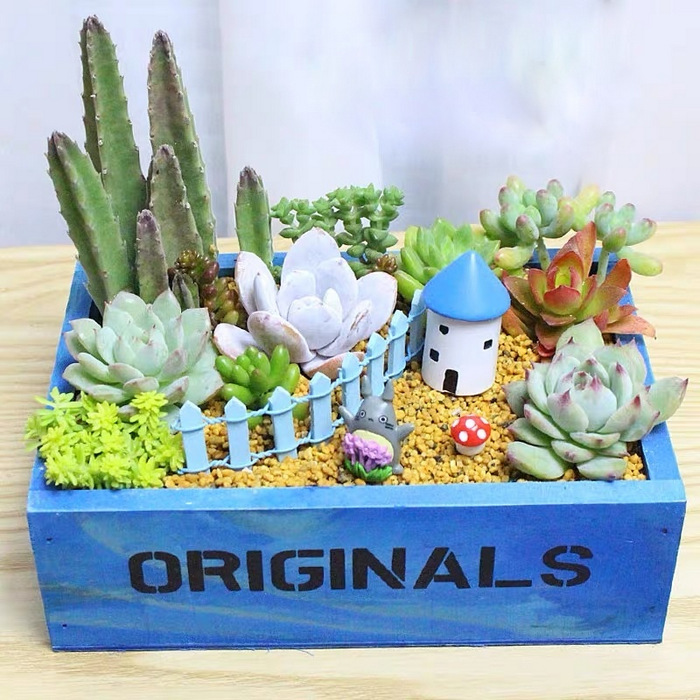 Cactus & Succulent In Wooden Box-CPG6