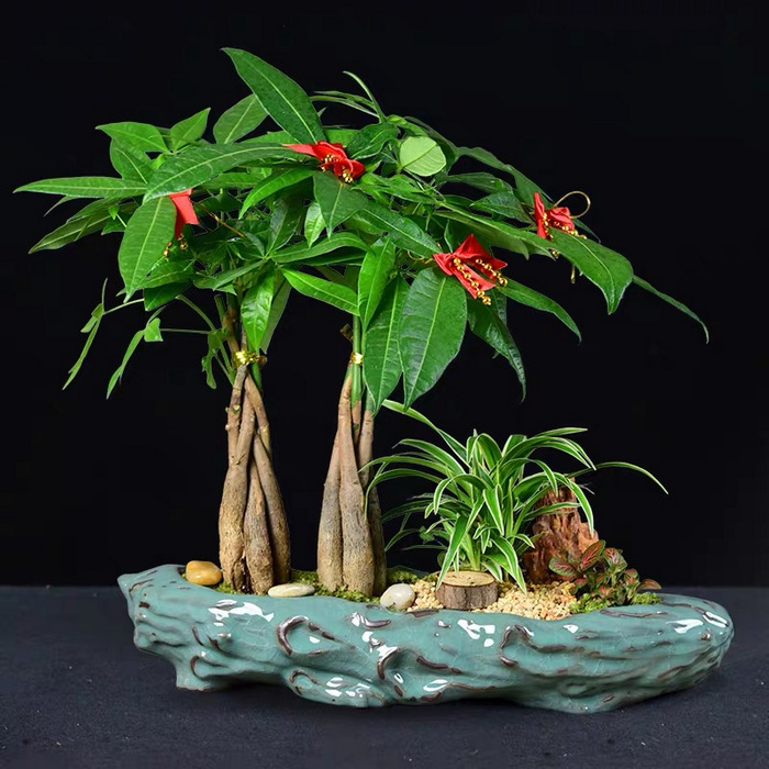 Chinese New Year Best Plants Pachira-CNYF3