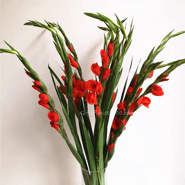 CNY Lucky Flowers Gladiolus In Tall Vase