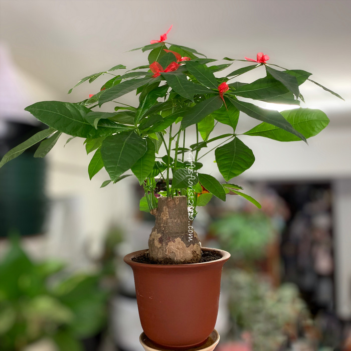 A Special Gift For Opening-Money Tree