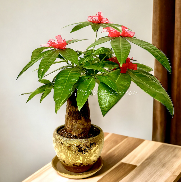 A Special Gift For Opening-Money Tree