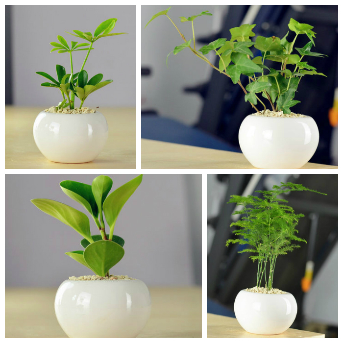 Green Foliage 4 Pots Set