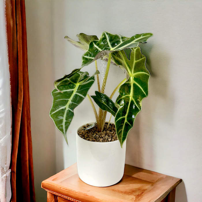 Alocasia Family Ornamental Indoor Plant