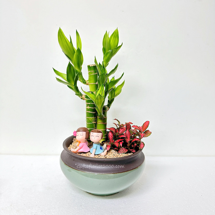 Gifts For Love-Lucky Bamboo Arrangement 10