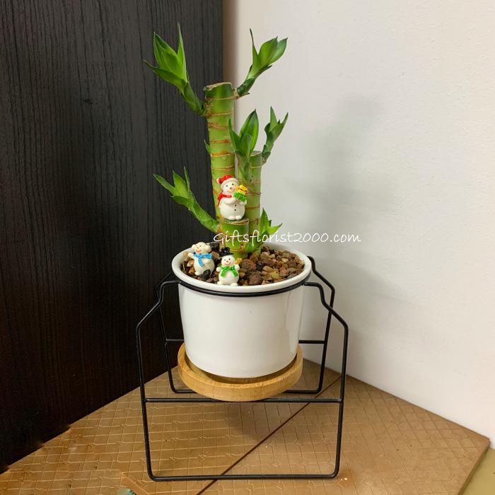 Christmas Gift-Lucky Bamboo Arrangement 11
