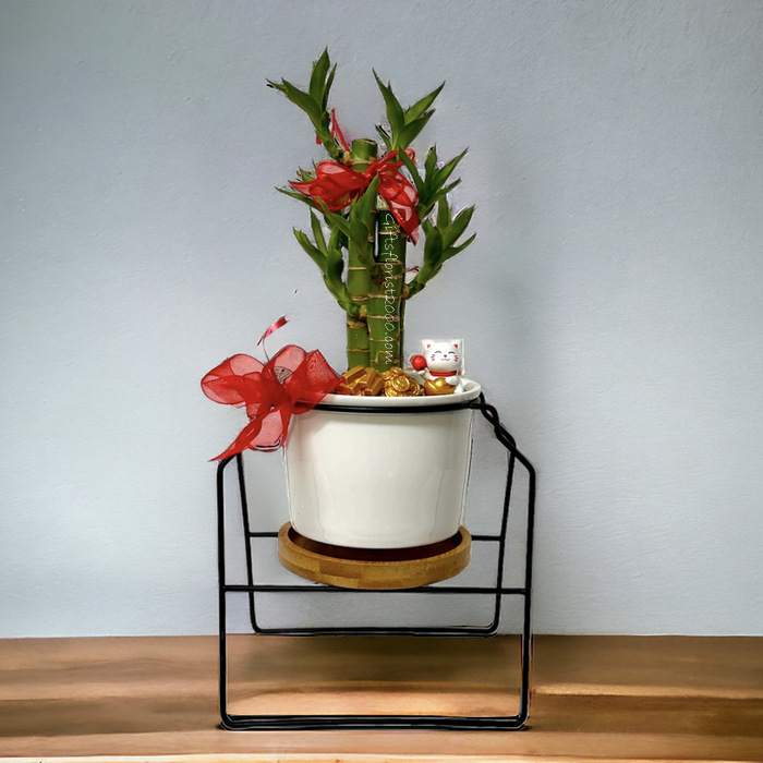 CNY Special-Lucky Bamboo Arrangement 11