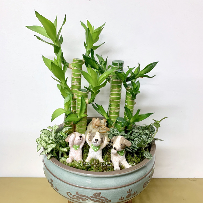 Beautiful Set-Lucky Bamboo Arrangement 12