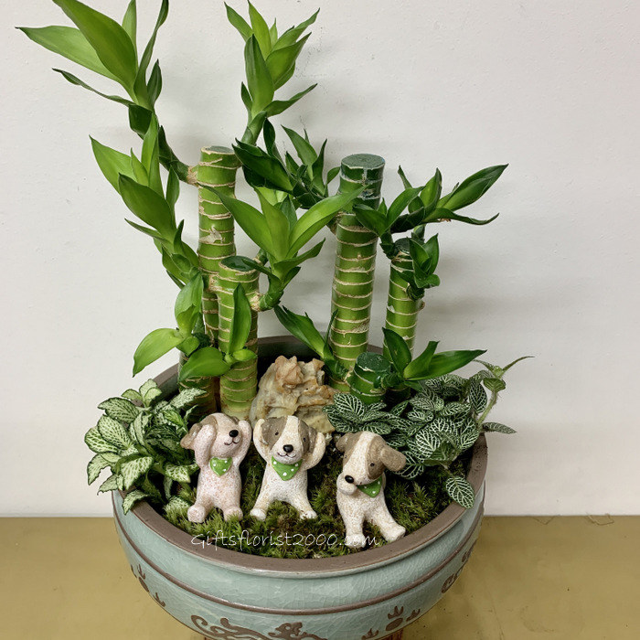 Beautiful Set-Lucky Bamboo Arrangement 12