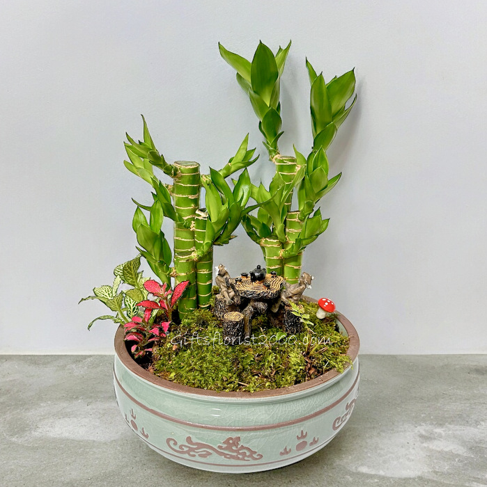 Bamboo Terrarium-Lucky Bamboo Arrangement 13