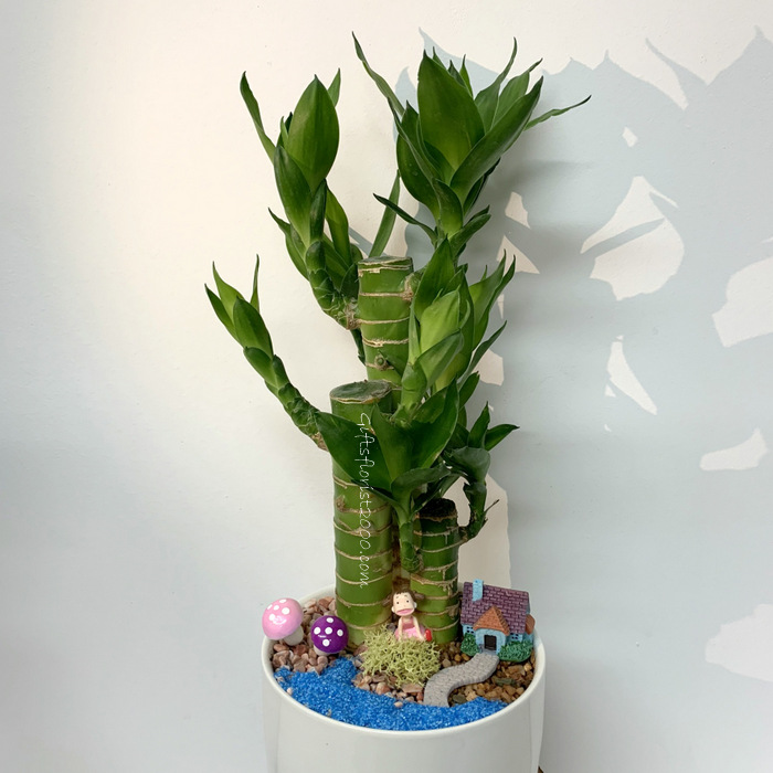 Little Girl-Lucky Bamboo Arrangement 17