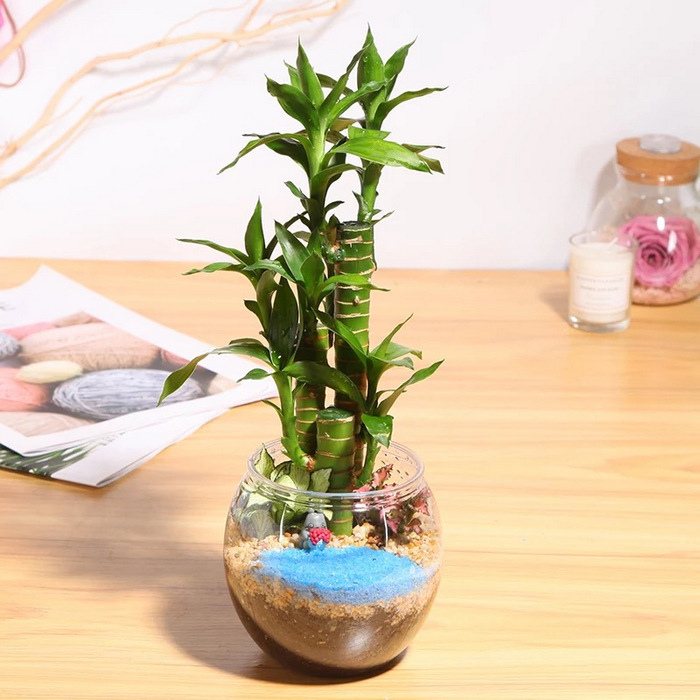 Simple Terrarium-Lucky Bamboo Arrangement 4