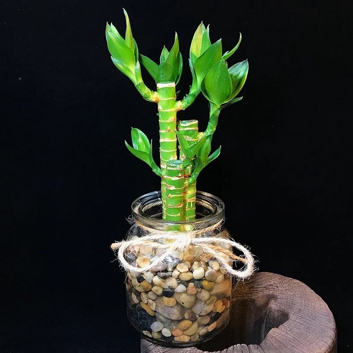 Vase Of Luck-Lucky Bamboo Arrangement 6
