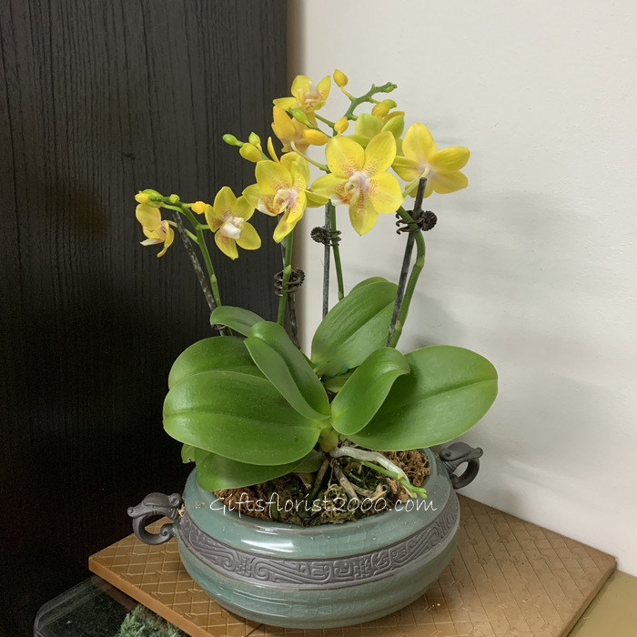 Stunning Yellow Phalaenopsis Orchid