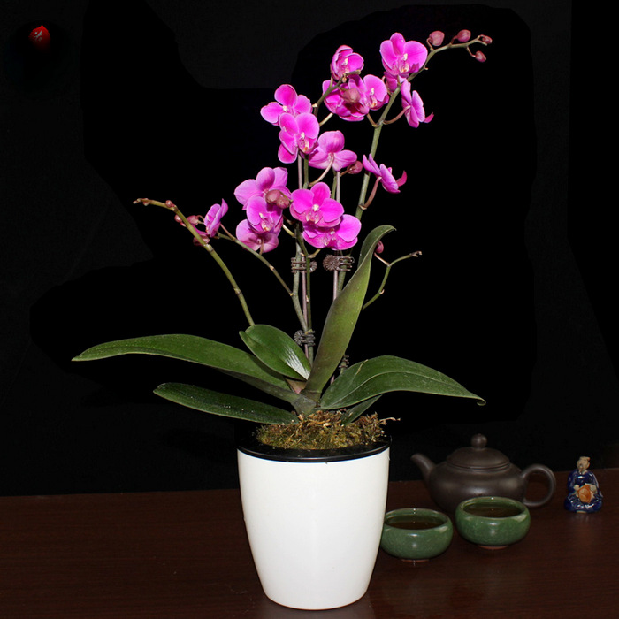 Mini Phalaenopsis In White Pot